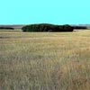 coarse hay