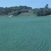 greenfeed field