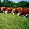 cattle on pasture