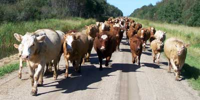 cows on road