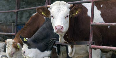 livestock feeding