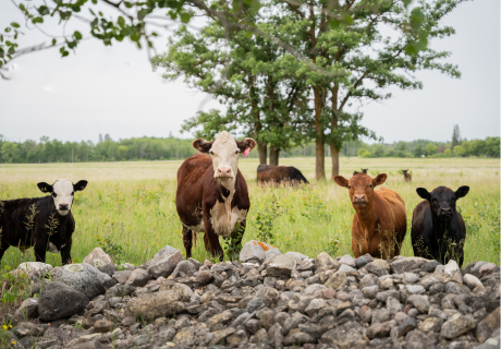 Photograph selected for cover of MASC 2026 Calendar