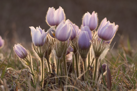 Photograph selected for May 2025