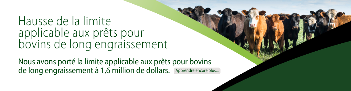 Prêts pour bovins de long engraissement