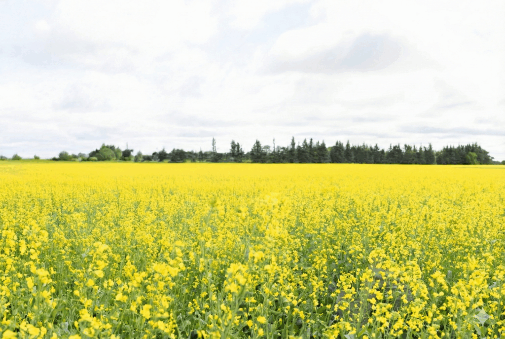 A vast field of vibrant yellow canola flowers stretching toward a distant treeline under a soft, overcast sky.