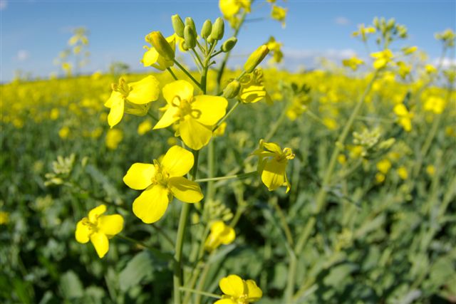 Close-up of yellow canola flowers with green stems in a field under a sunny blue sky.
