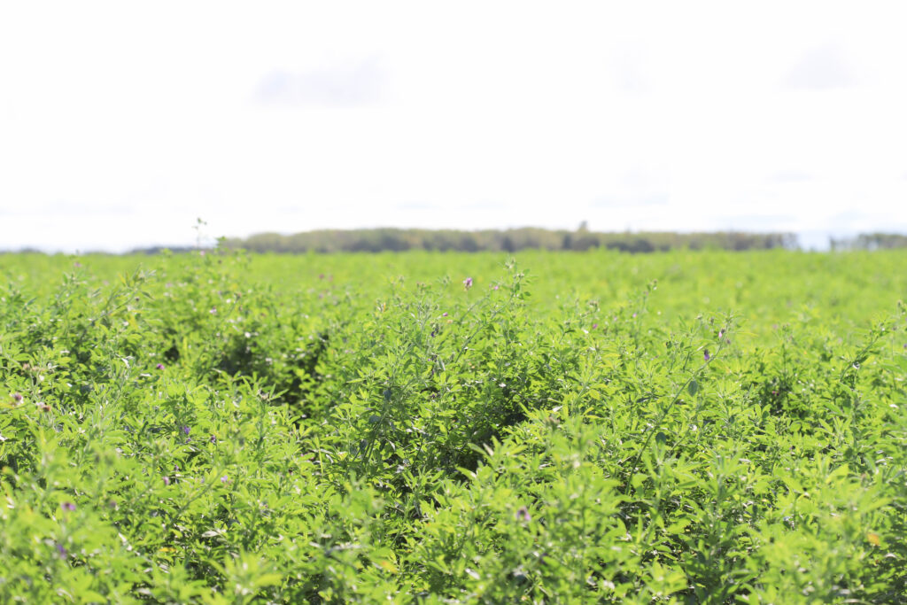 Dense green forage crop growing in a large open field under bright daylight, with a tree line visible in the distant background and a pale sky above.