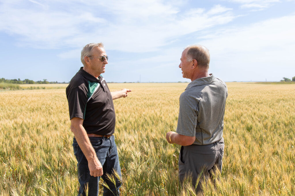 Two MASC staff standing in a golden wheat field, one pointing toward the horizon while discussing crop conditions.
