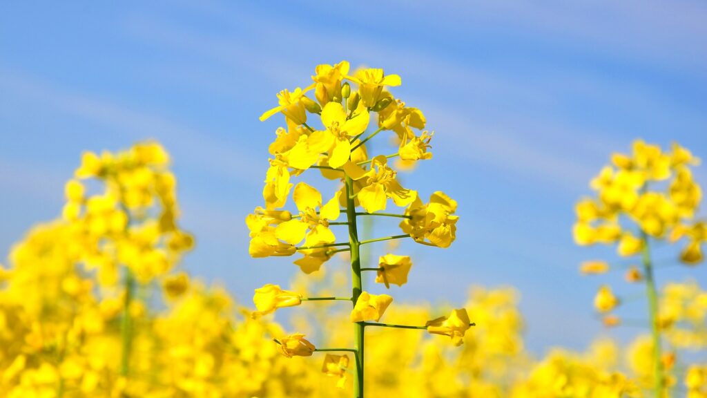 Close-up of bright yellow canola flowers in full bloom against a clear blue sky.