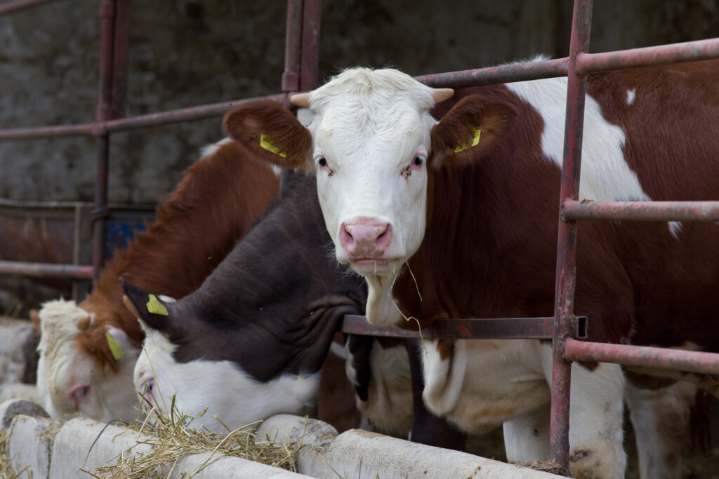 Brown and white cow eating hay inside a barn, with other cows feeding nearby behind metal railings.