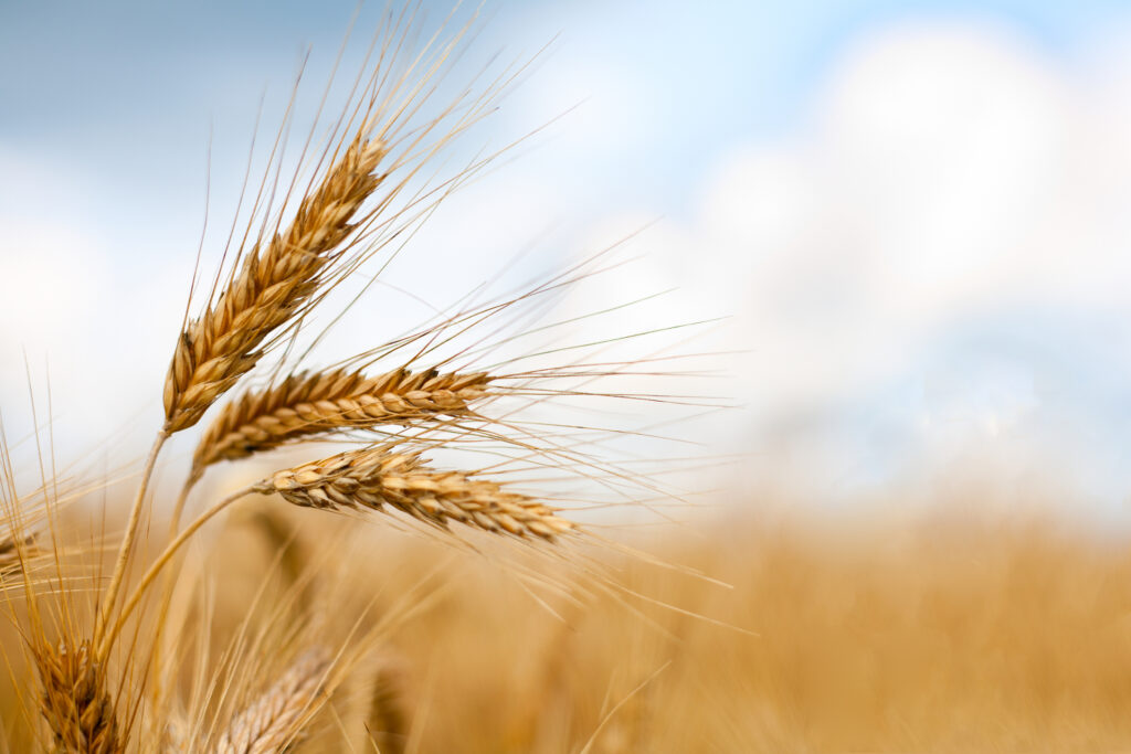 Close-up of wheat heads with long awns in sharp focus, set against a blurred background of a wheat field and soft blue sky.