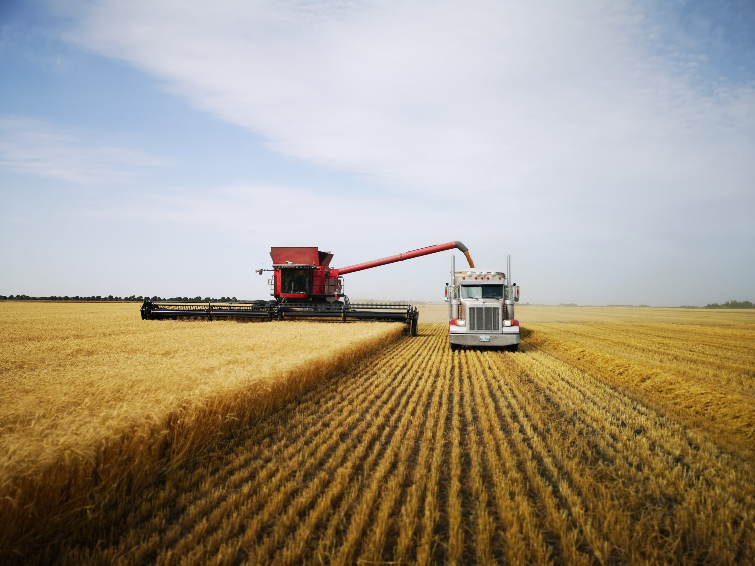 Combine unloading into a grain truck in a field of wheat